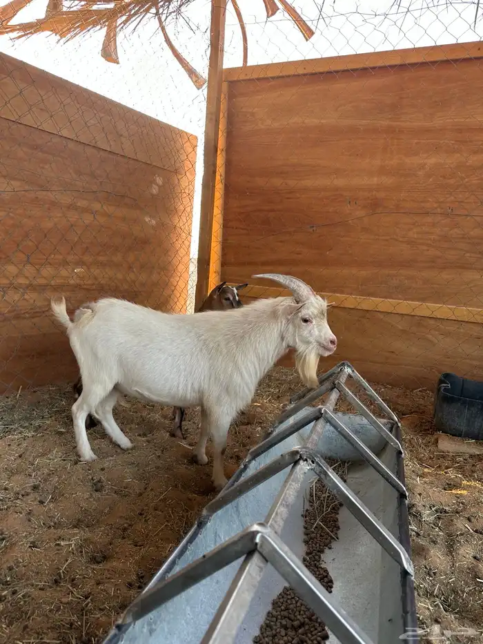 معزا قزميات قزم 4