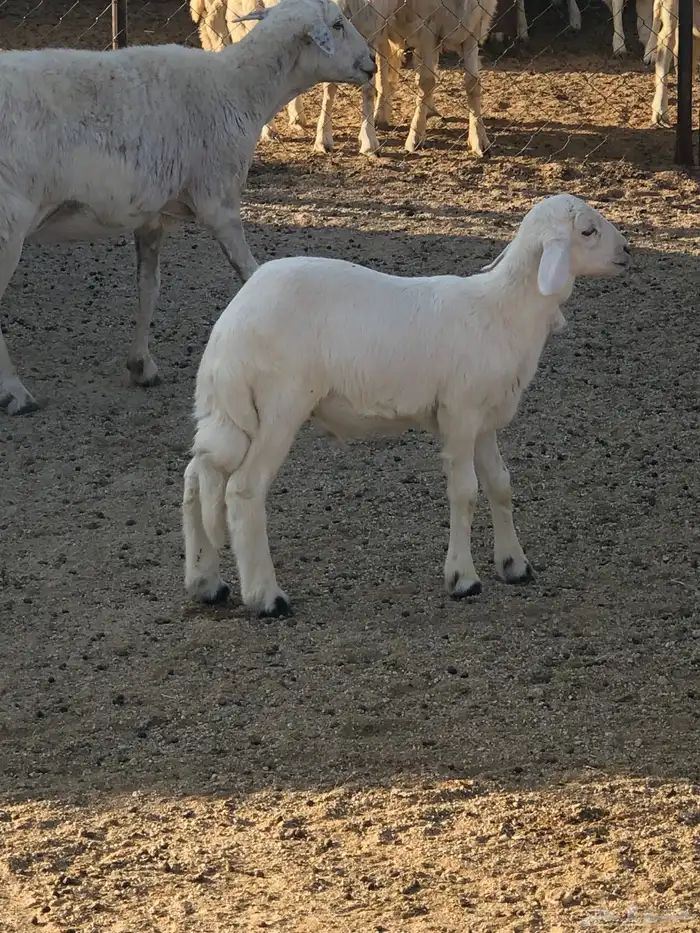 فحل ضان مشروط 4