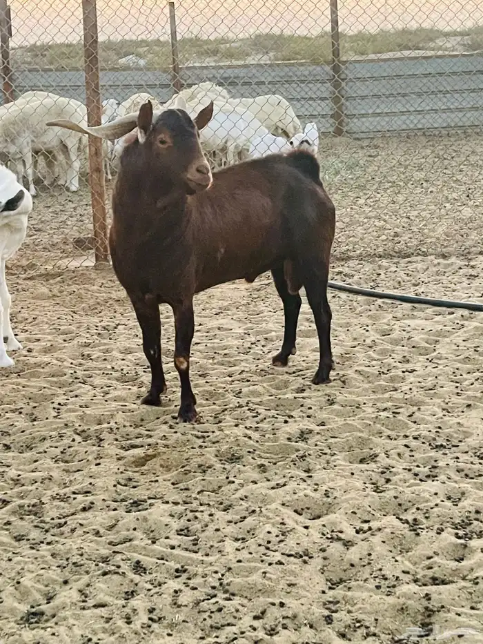 شمال سوق الدمام 0