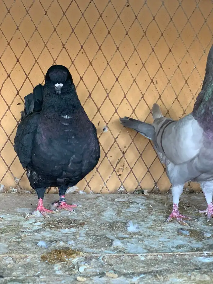 جوز كنق على سلفر 9