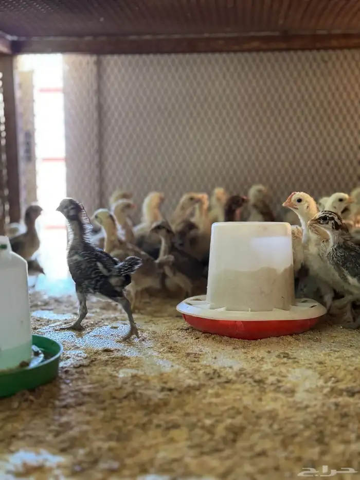 صوص دجاج بلدي تم البيع تم البيع الله يباركهم 1