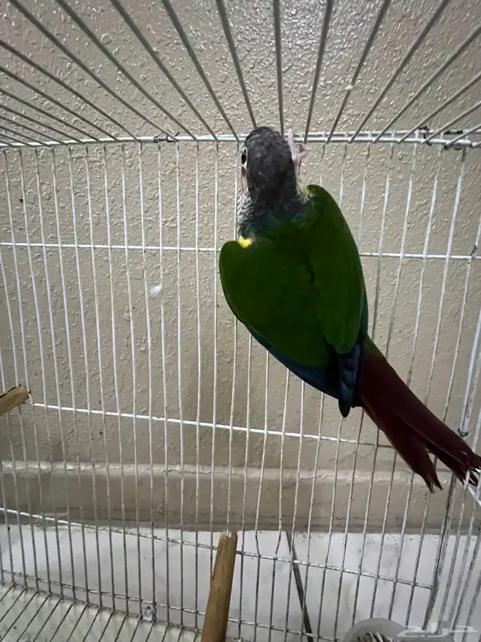 ذكر كنيور يلو سايد 2