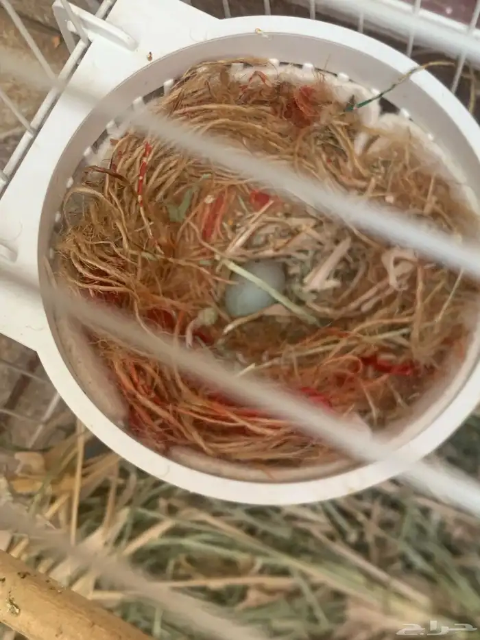 كناري سوري 2