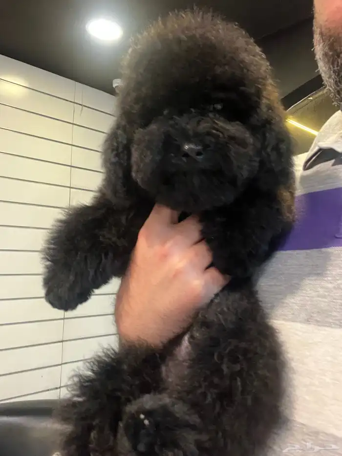 متوفر للبيع بيور توي بودل مستوى عالي pure toy poodle 1