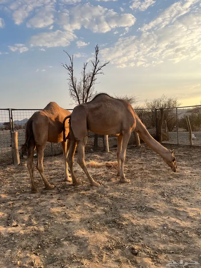 نياق مبيوعه عيالها 19