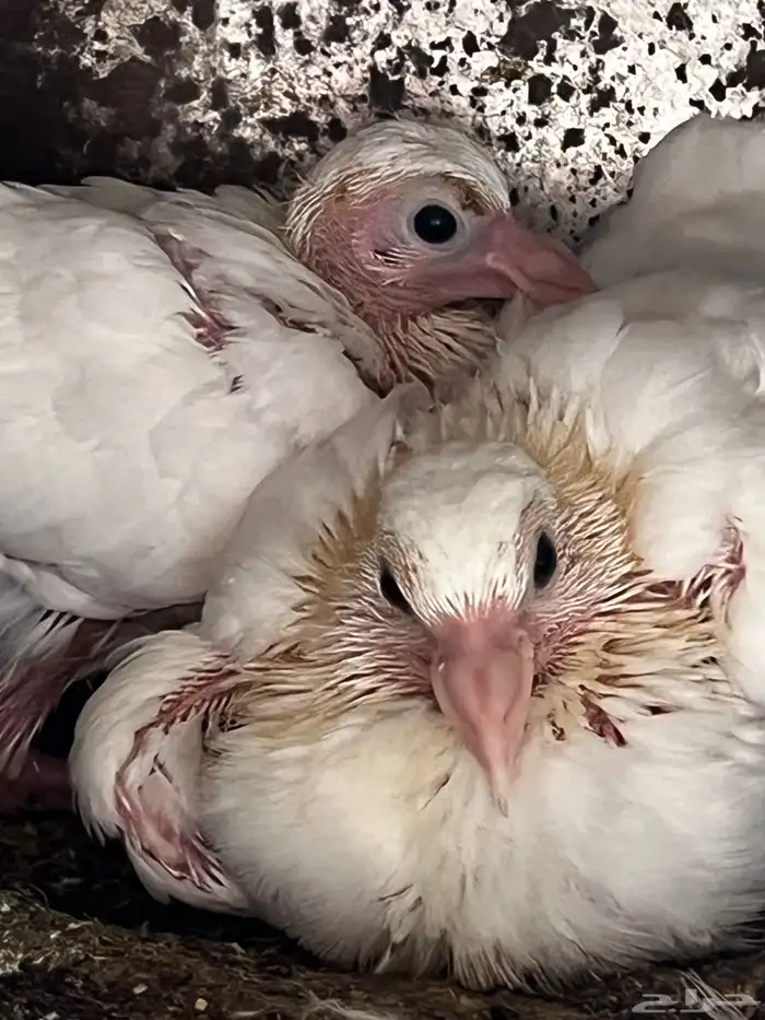 حمام فرنسي سوبر جامبو ملكي 0