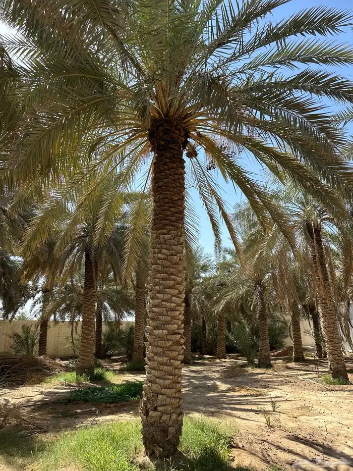 نخل نقايل من متر وفوق 3