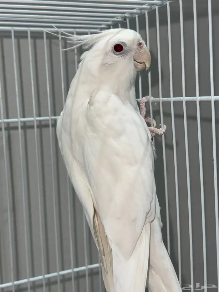 جوز كروان البينو عيون حمر 3