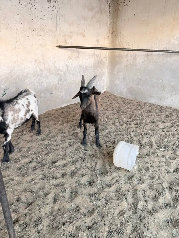 تيوس قزمية 4