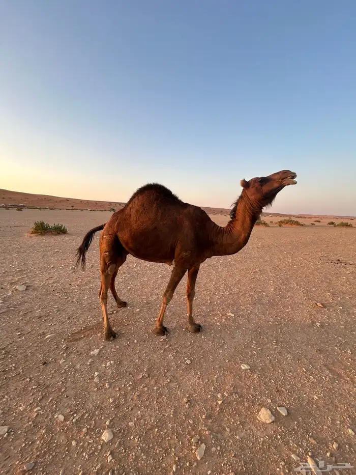 ساحليه حمراء دم للبيع 1