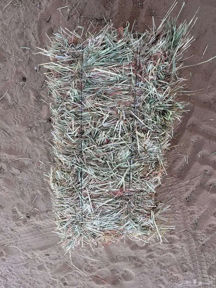 ذره جيزانيه للبيع 0