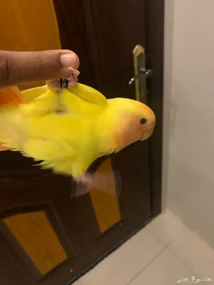 طير روز اللون اصفر ورأس برتغالي وعيون احمر 6