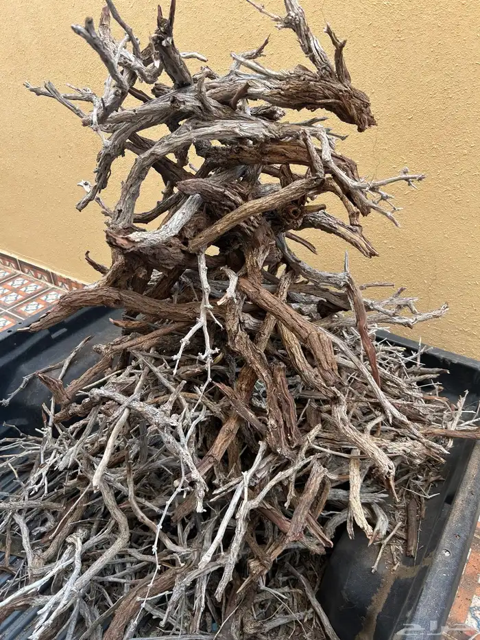 ارطى للبيع 0