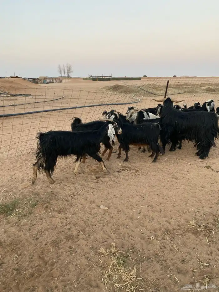 معزا للبيع 0