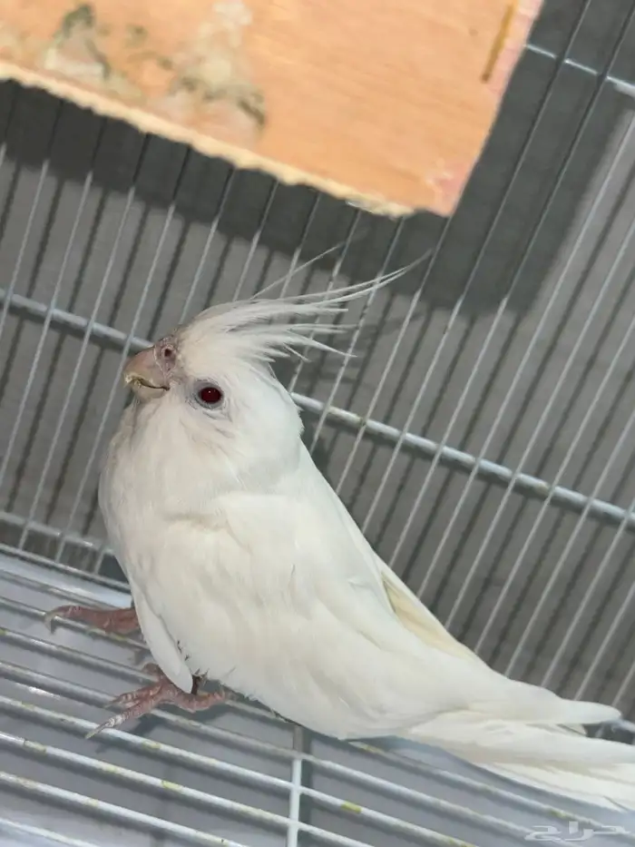 جوز كروان البينو عيون حمر 1