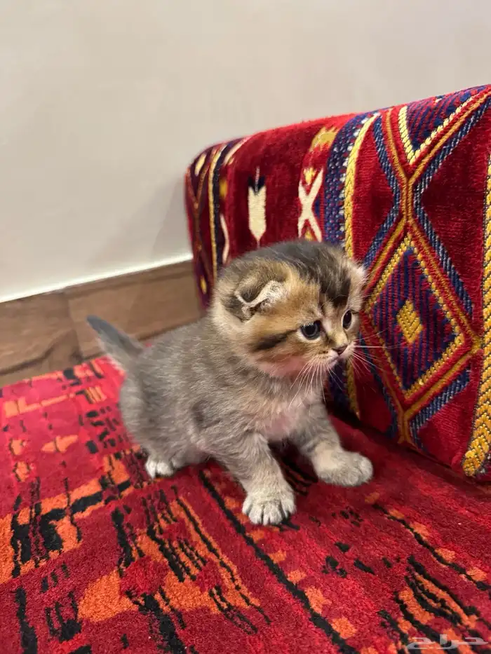 قطط صغيرة kittens للبيع 14