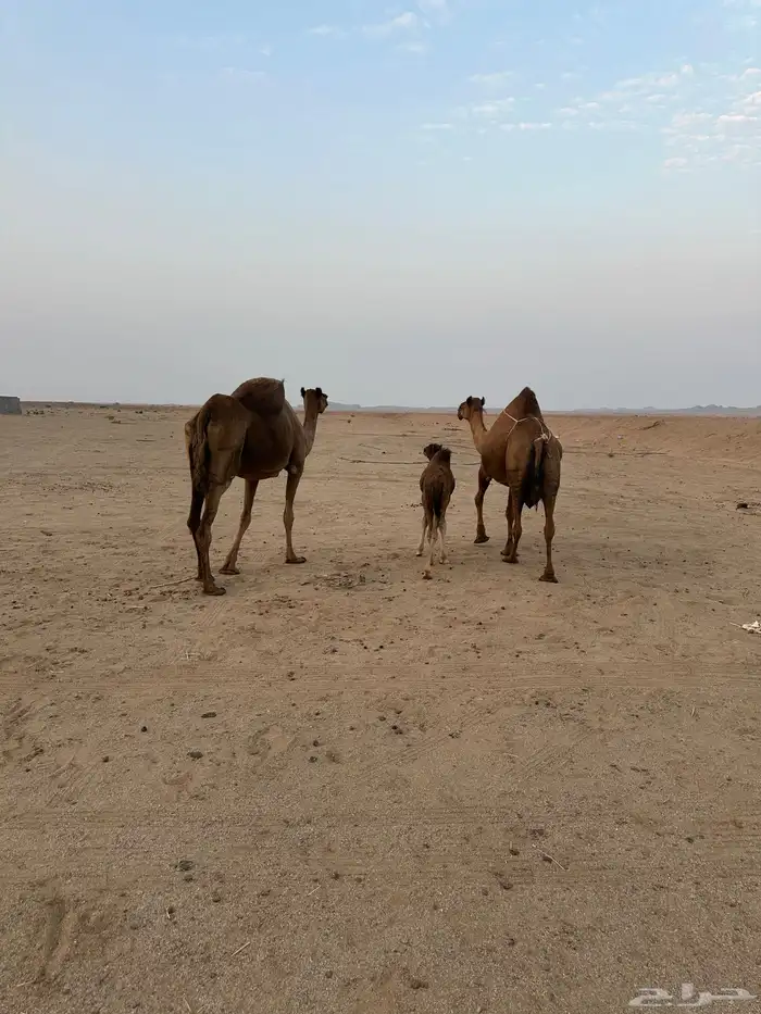 خلفات سواحل مصاغير ( تم البيع ) 4