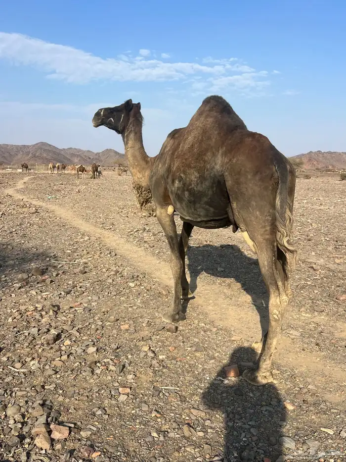 خلفه فروع ناقه اللبن ب 8800 يبلاش 1