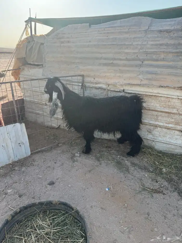 تيس فحل عارضي شرط القريع 5