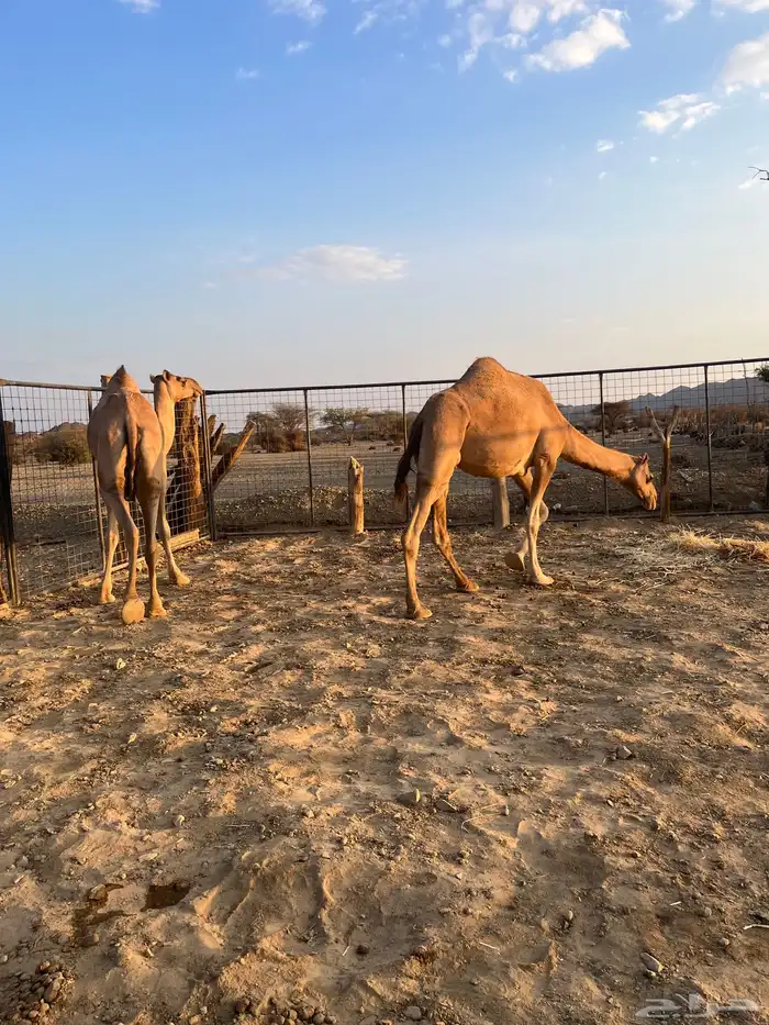 نياق مبيوعه عيالها 10