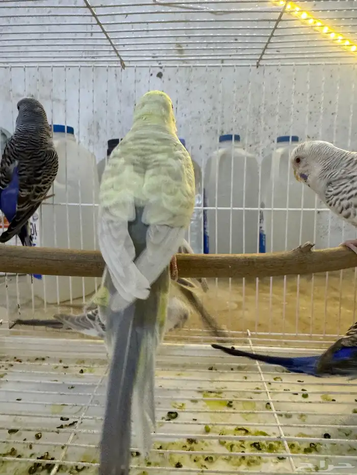 أزواج بادجي فالو 8