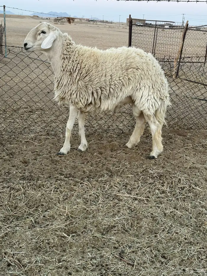 فحل حري طيب 0