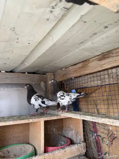 زوج رامبوري اساس توب index