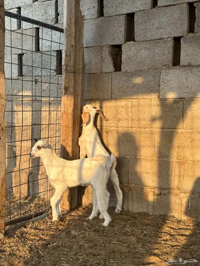 تيوس للبيع 5