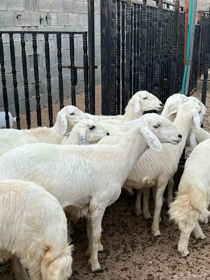 رخال صنف تم البيع 1