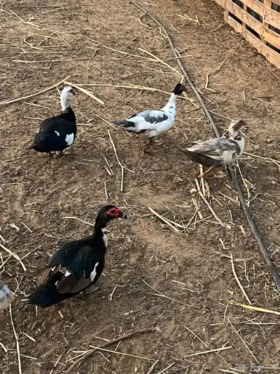 بط للبيع index