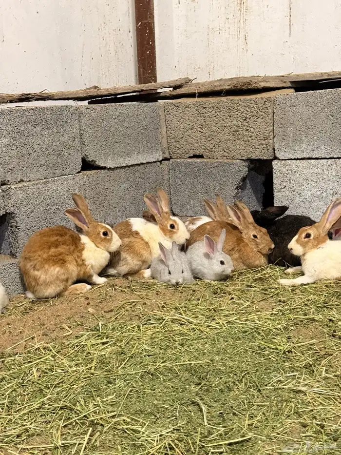 ارانب بلديه منتجه 1