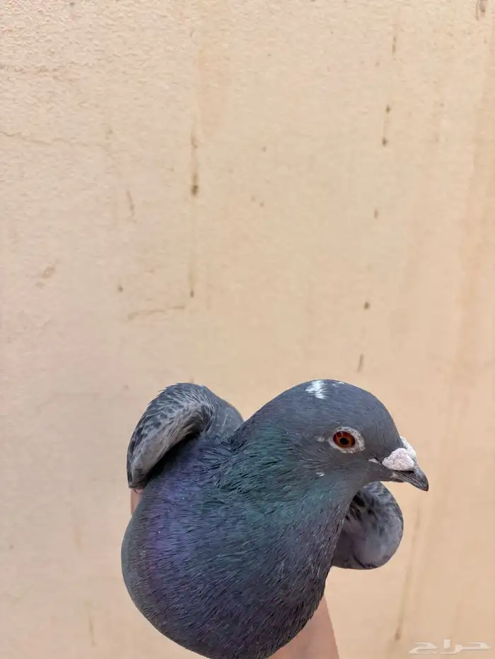 ذكر زاجل سباق 0