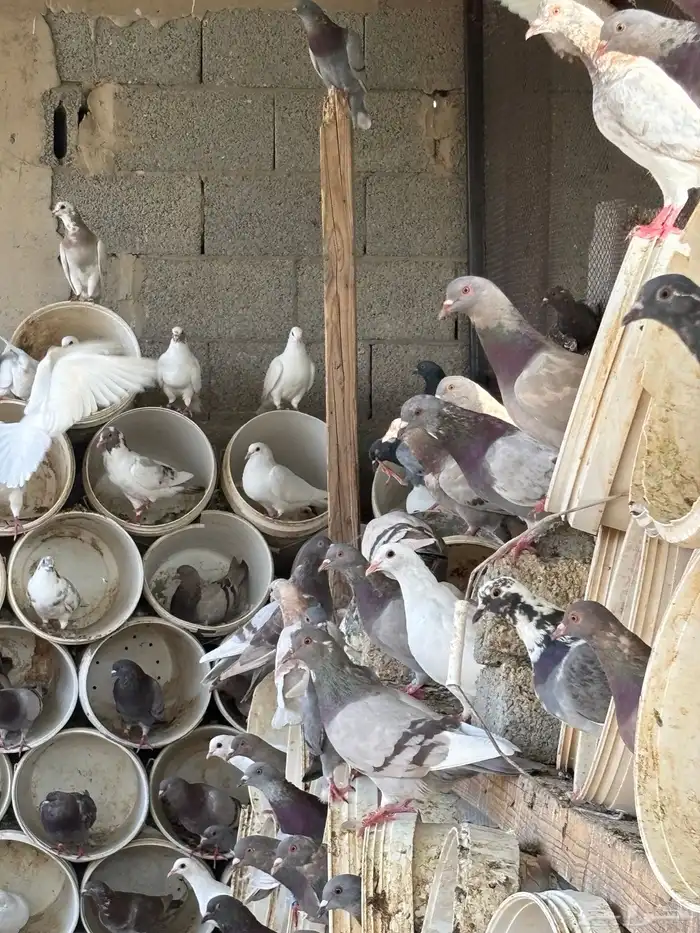 حمام فرنسي ابيض وسلفر احجام ضخمة 2