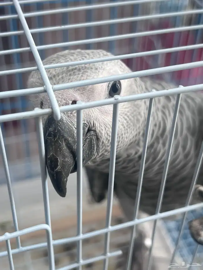 فرخ كاسكو اليف 1