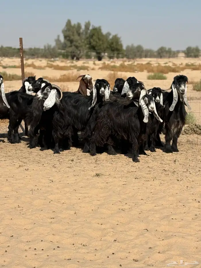 معزا عوارض 1