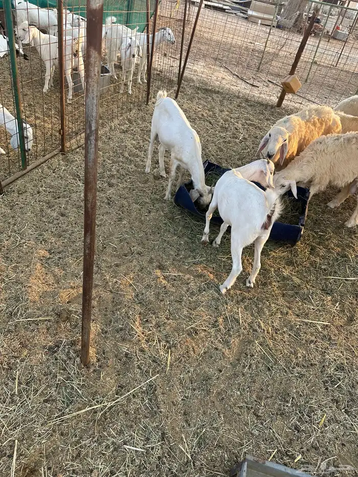 ذبيحه تيس وجفره تم البيع 1