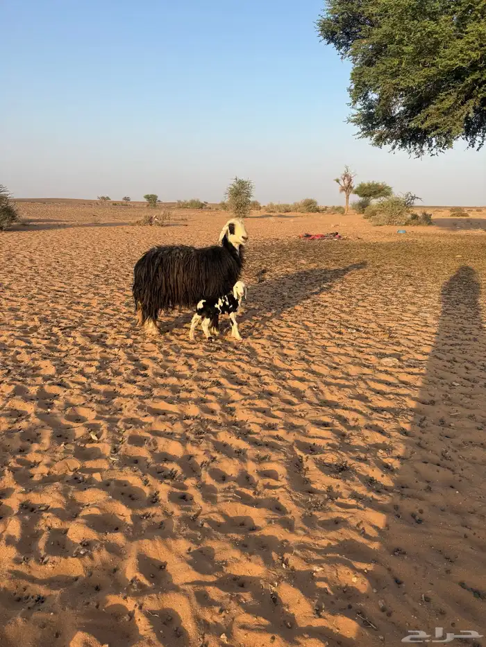 للبيع نعجه نجدية والد معها وخل عمرها 6ايام 2