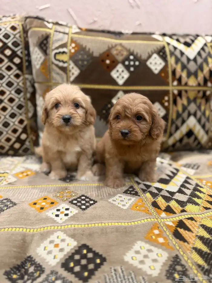 كلاب مالتيبو 2