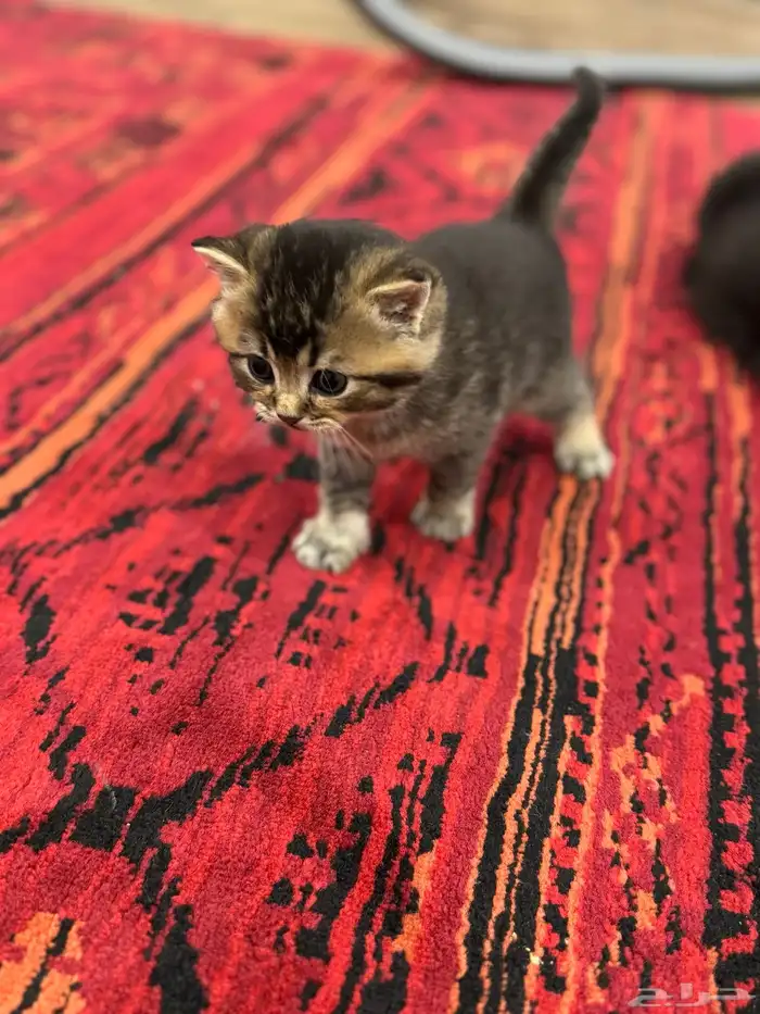 قطط صغيرة kittens للبيع 6