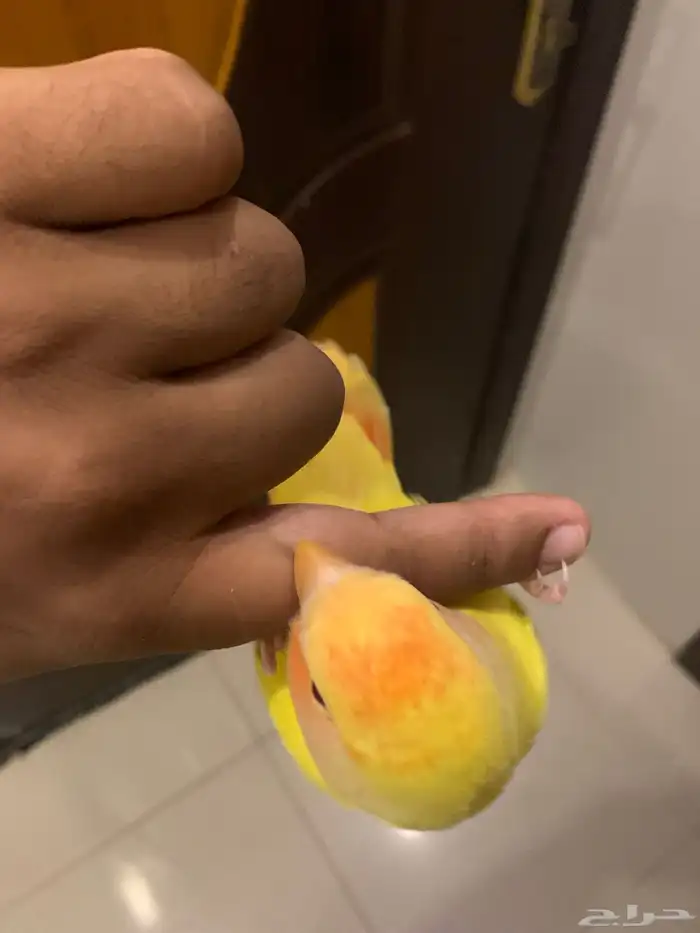 طير روز اللون اصفر ورأس برتغالي وعيون احمر 3