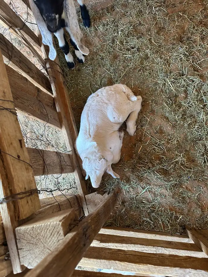 عنز مشروكه طيبه جرم طيب حدرها اثنين تيوس 5