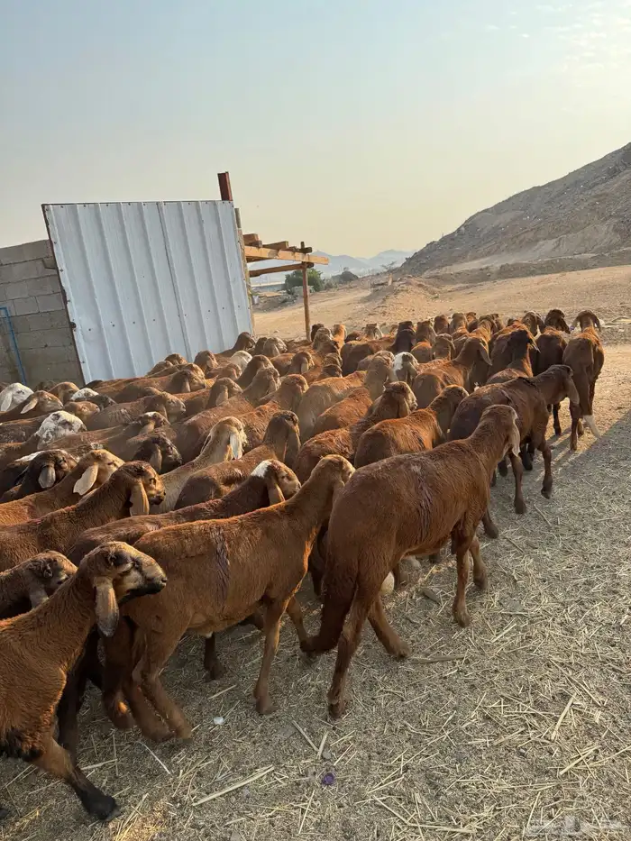 سواكن حمري 2