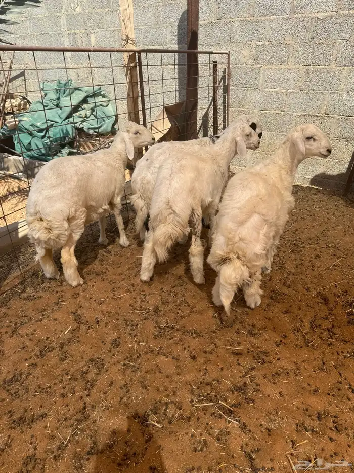 طليان حريات للبيع 0