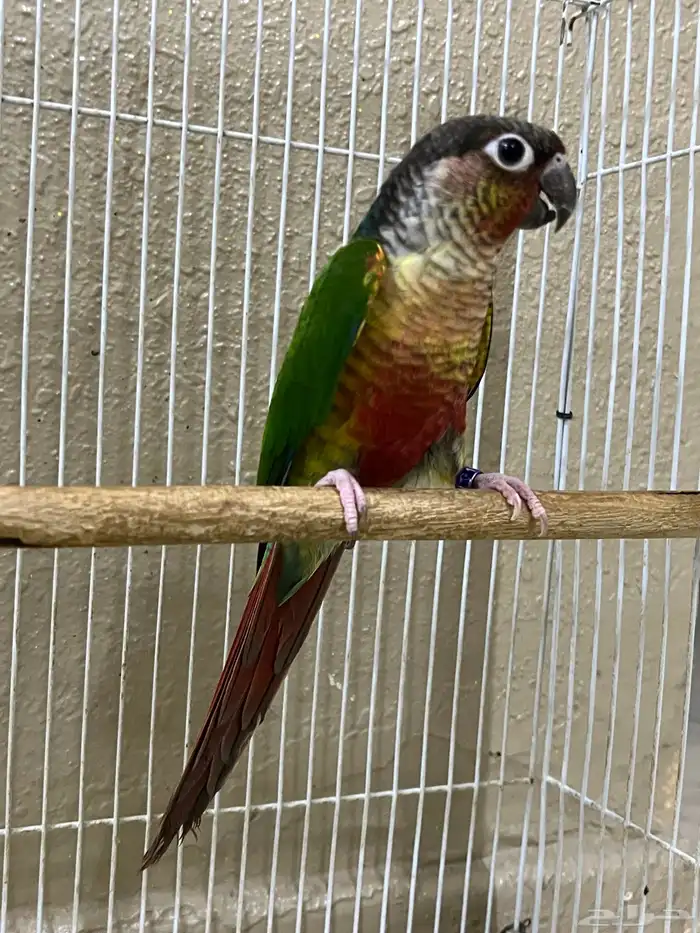 ذكر كنيور يلو سايد 1