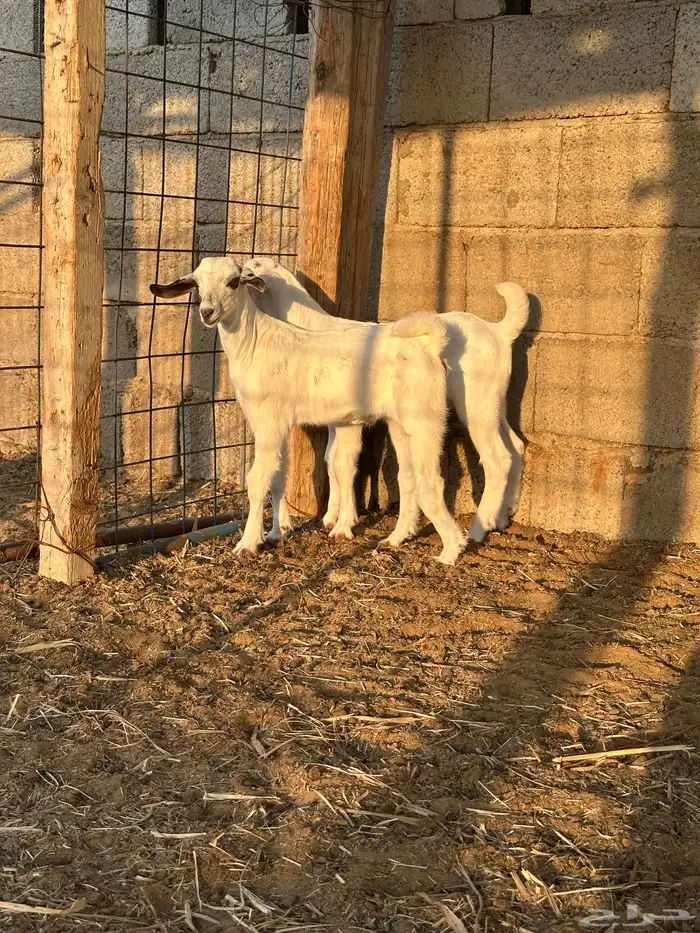 تيوس للبيع 1