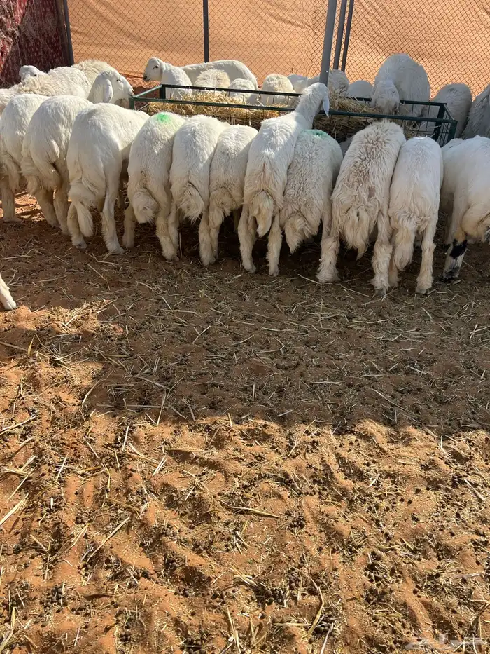 ذبايح طيبه ونظيفه للبيع 0