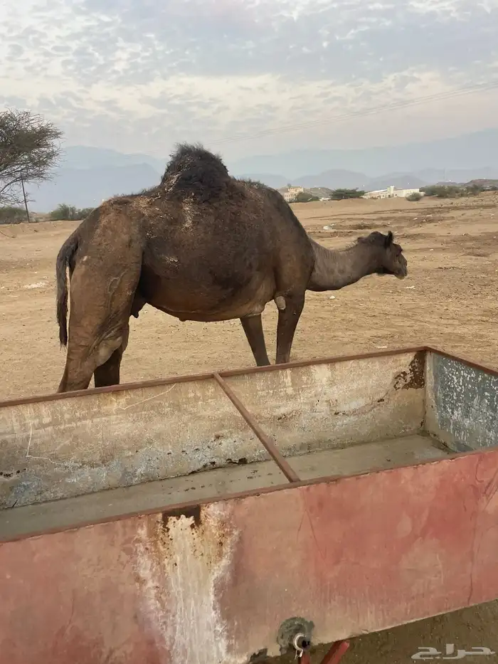 ناقه للبيع 0