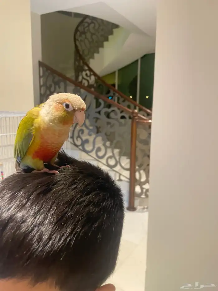 كنيور اناناس 1