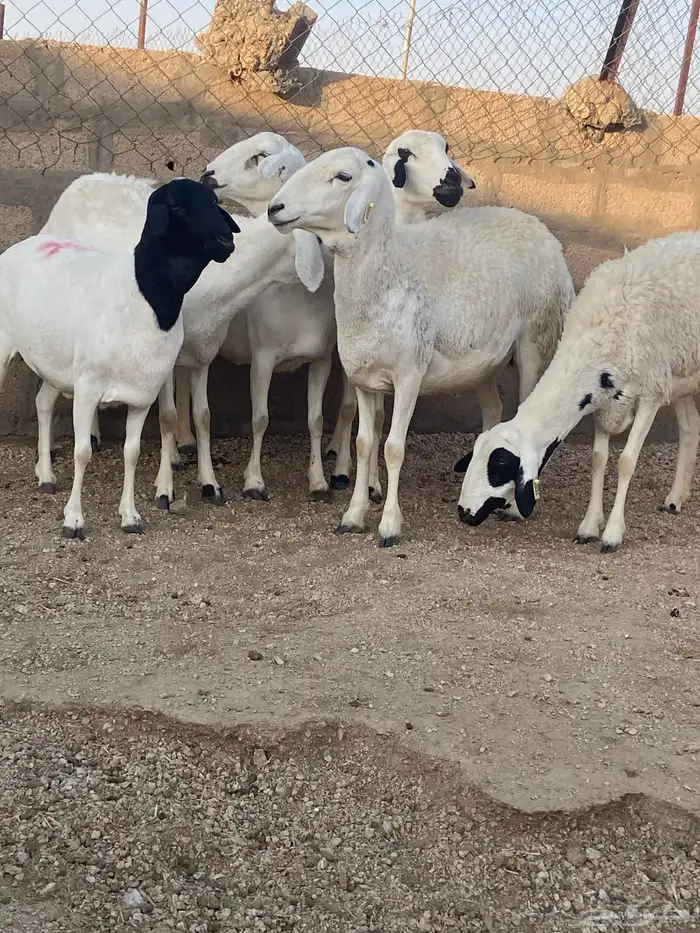 هجين الامهات بربريات والفحل حبصي 1