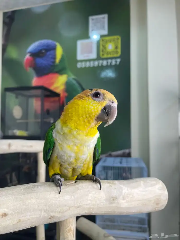 كايك وايت بلي اليف تم البيع 1